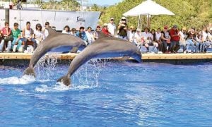 Images of Dolphin Show in Mexico After Lawmakers Vote for Ban