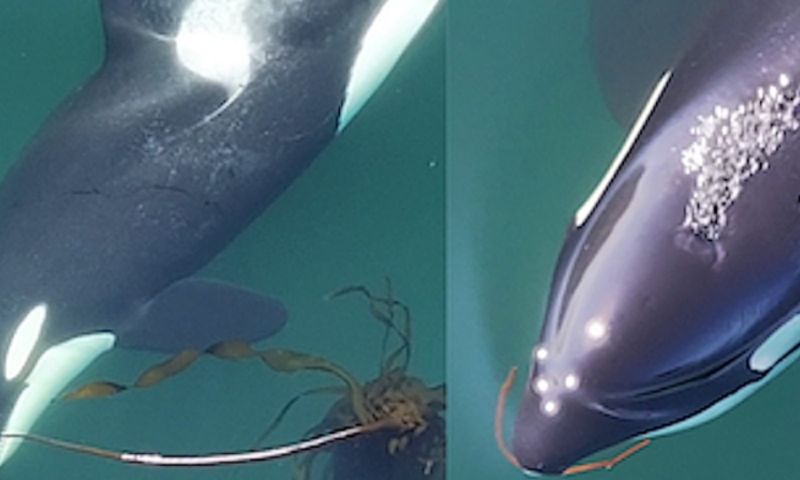 Killer Whales