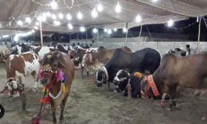 Pakistan