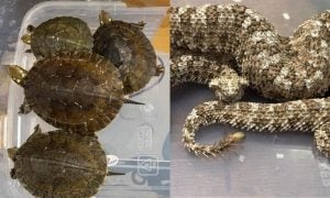 Indian, Snakes, Reptiles, Thailand, Mumbai Airport,