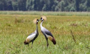 Grey Crowned Cranes return to Rwanda thanks to conservation efforts