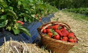 Pick your own strawberries: A win-win for farmers and consumers in Alsace