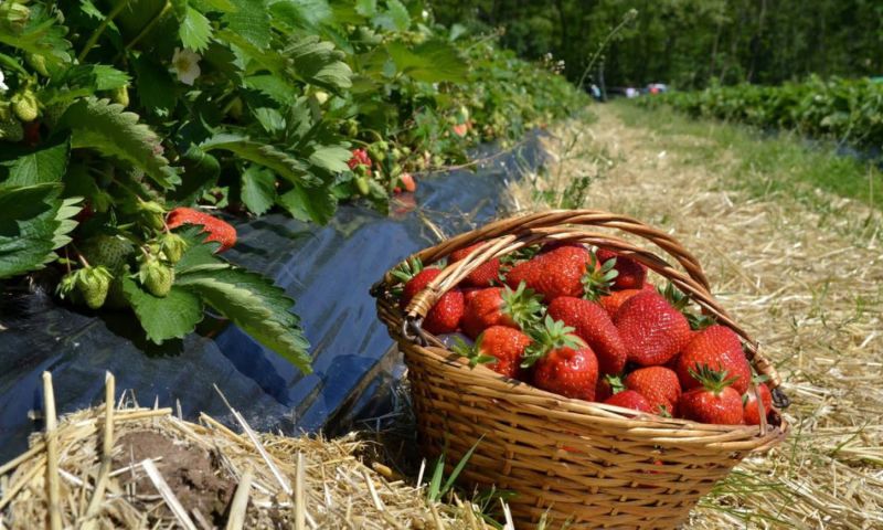 Pick your own strawberries: A win-win for farmers and consumers in Alsace