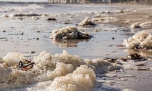 Algae Bloom