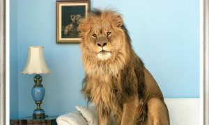 Big Cat
