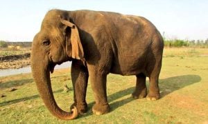 Elephant