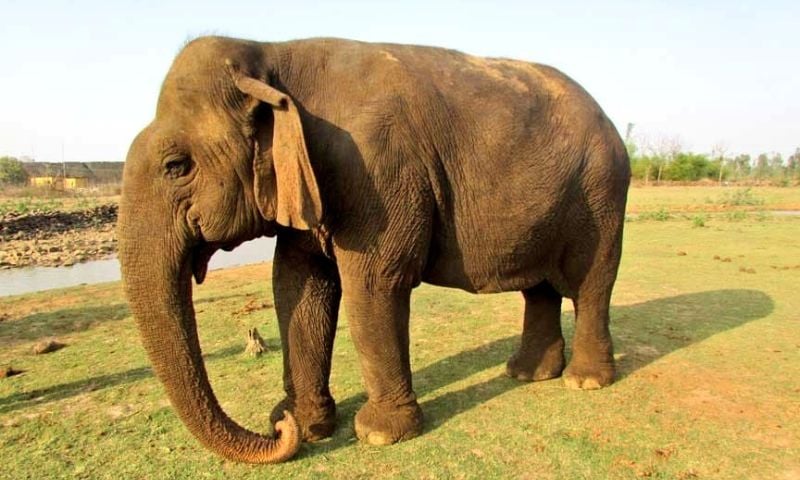 Elephant