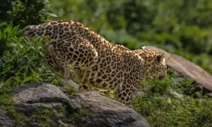 Leopard Kills Minor Girl in Pakistan’s Jhelum Valley