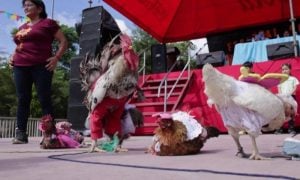 Honduran Contest Celebrates Best-Dressed Hens and Roosters