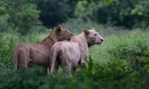 Pakistan, Punjab, Lahore, Lions, Pet, Big Cats, Crackdown,