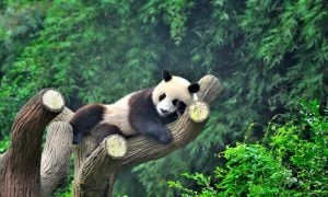 Only Panda Not Owned by China Turns 35