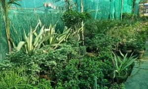 Hybrid Fruits, Farming, Pakistan, Peshawar, Khyber Pakhtunkhwa, Tarnab Farm, Climate Change
