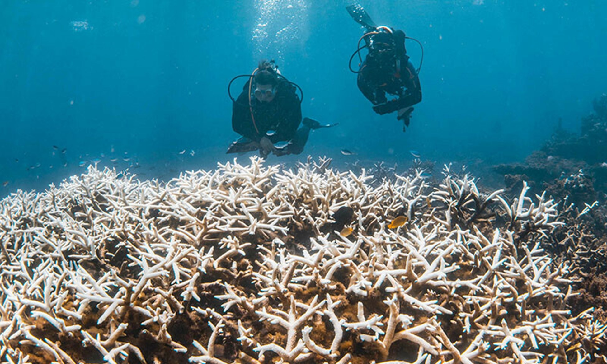 Coral Reefs