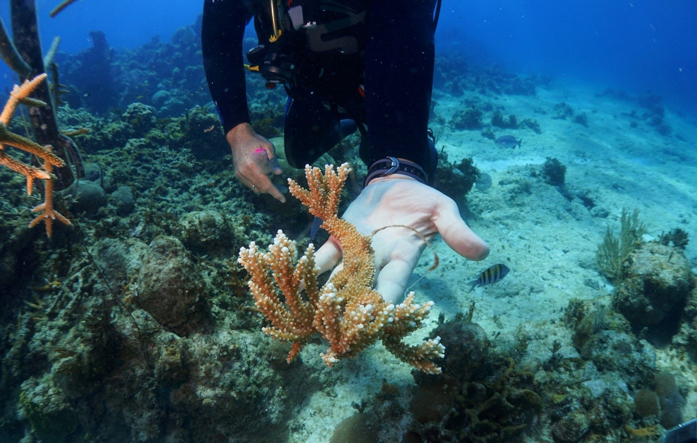 Coral Reefs 