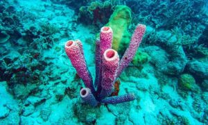 Coral Reefs