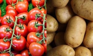 Potato, Tomato, Ancestors, Vegetables, Agriculture, Study, Researchers,