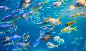 Fishing