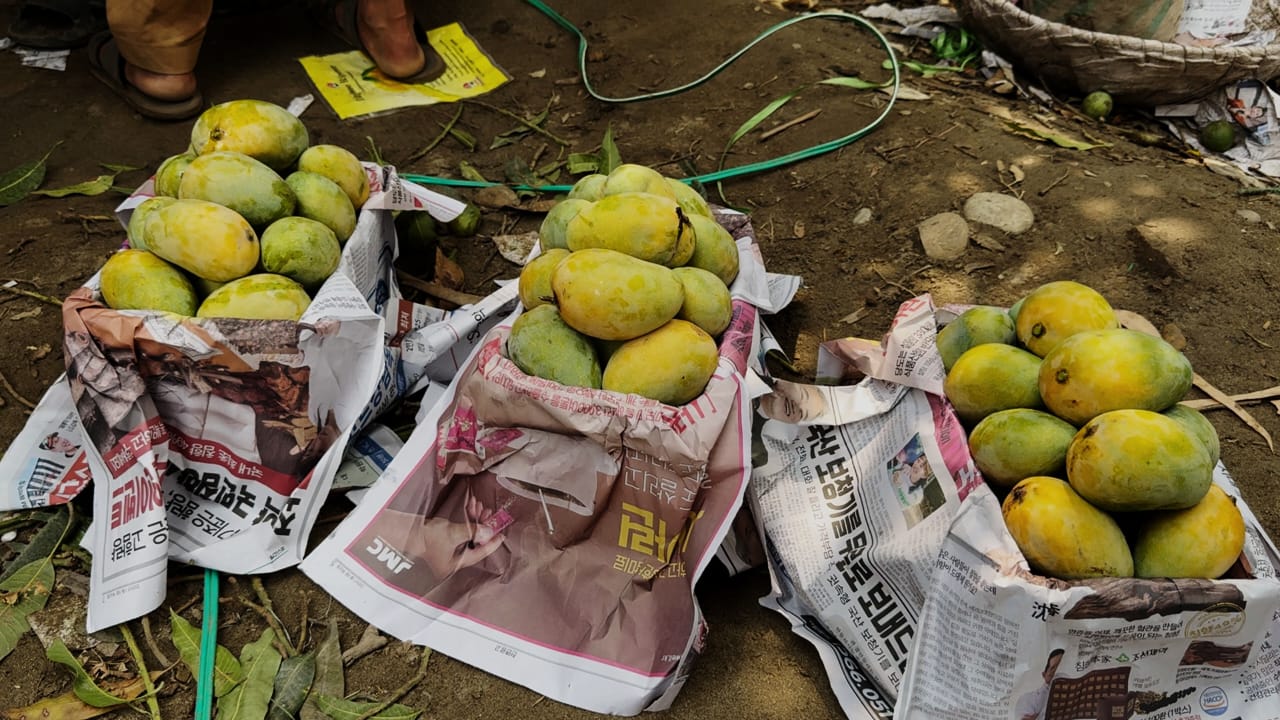 Mango 
