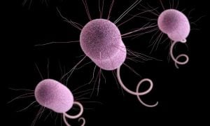 Nightmare Bacteria