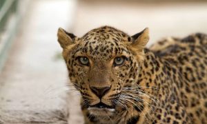 Pakistan, Leopard, Wildlife Department,