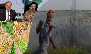 Flood Affected Crops