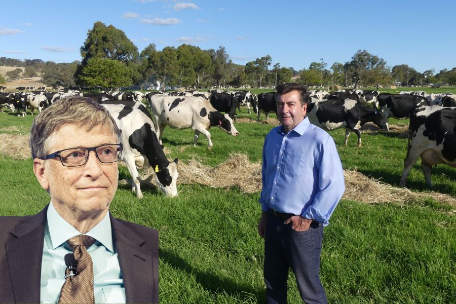 cow