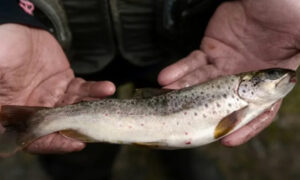 Fish