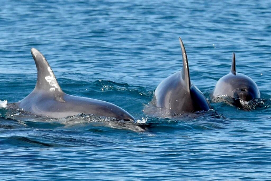 Dolphins