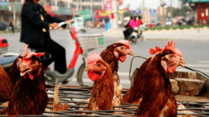 WHO, WHO, Mexico, Bird Flu Virus H5N2, World Health Organization, Mexico City, United States, Bird Flu Virus
