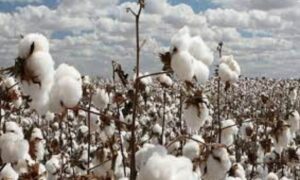 Cotton