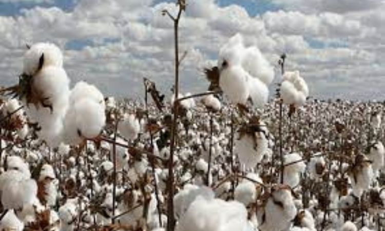 Cotton