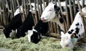 Cows