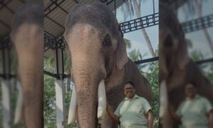 Elephant