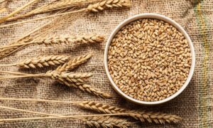 Growers, Pakistan, Wheat, million, Punjab, Khyber Pakhtunkhwa, Punjab, Sindh, Balochistan,