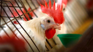Bird Flu