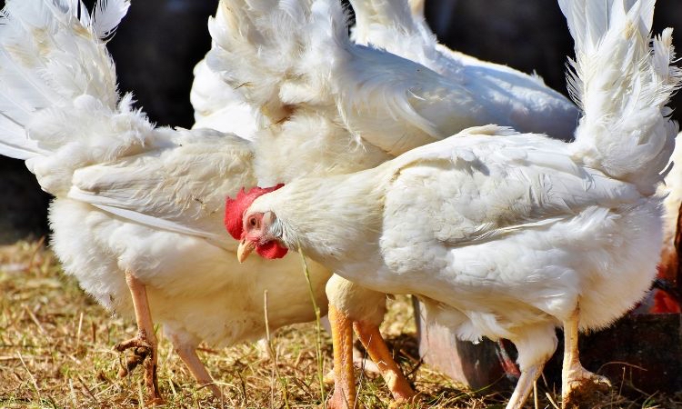 Chicken