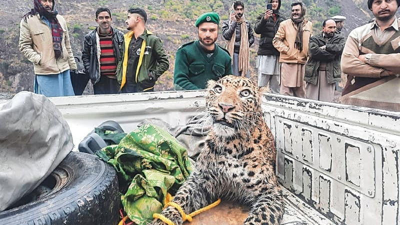 Leopard