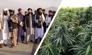 Ban, cultivation