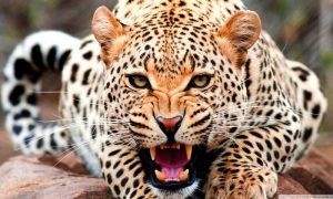 Cheetah