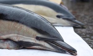 Dolphins