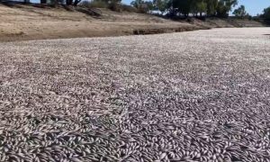 Fish
