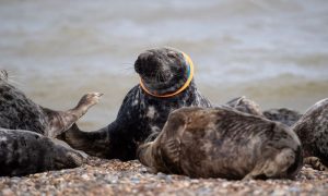 Shetland, Beach, England, Mission, Natural, Network
