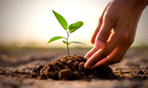 Tree Plantation Drive, Students, Environment