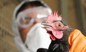 Federal, Govt, shares, Contingency, Plan, Bird Flu, provinces
