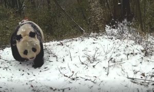 panda