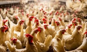 Chinese, Chickens
