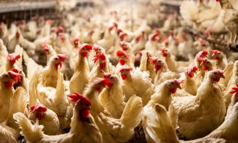 Chinese, Chickens