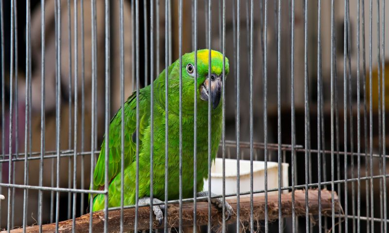 Iraq Largest Pet Market