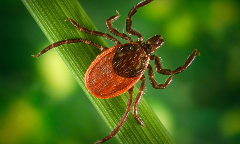 Disease, Lyme, Thick, Winter, Season, Snow, Scientists, Experts, United States, Fever, Antibiotic, Medicines