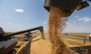 Grain, Ukraine, Poland